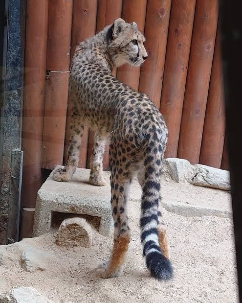 【画像】チーターの体ってセクシーだよな